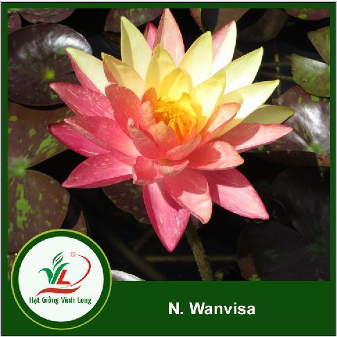 Củ Hoa Súng Thái Lan N. Wanvisa - VL0023