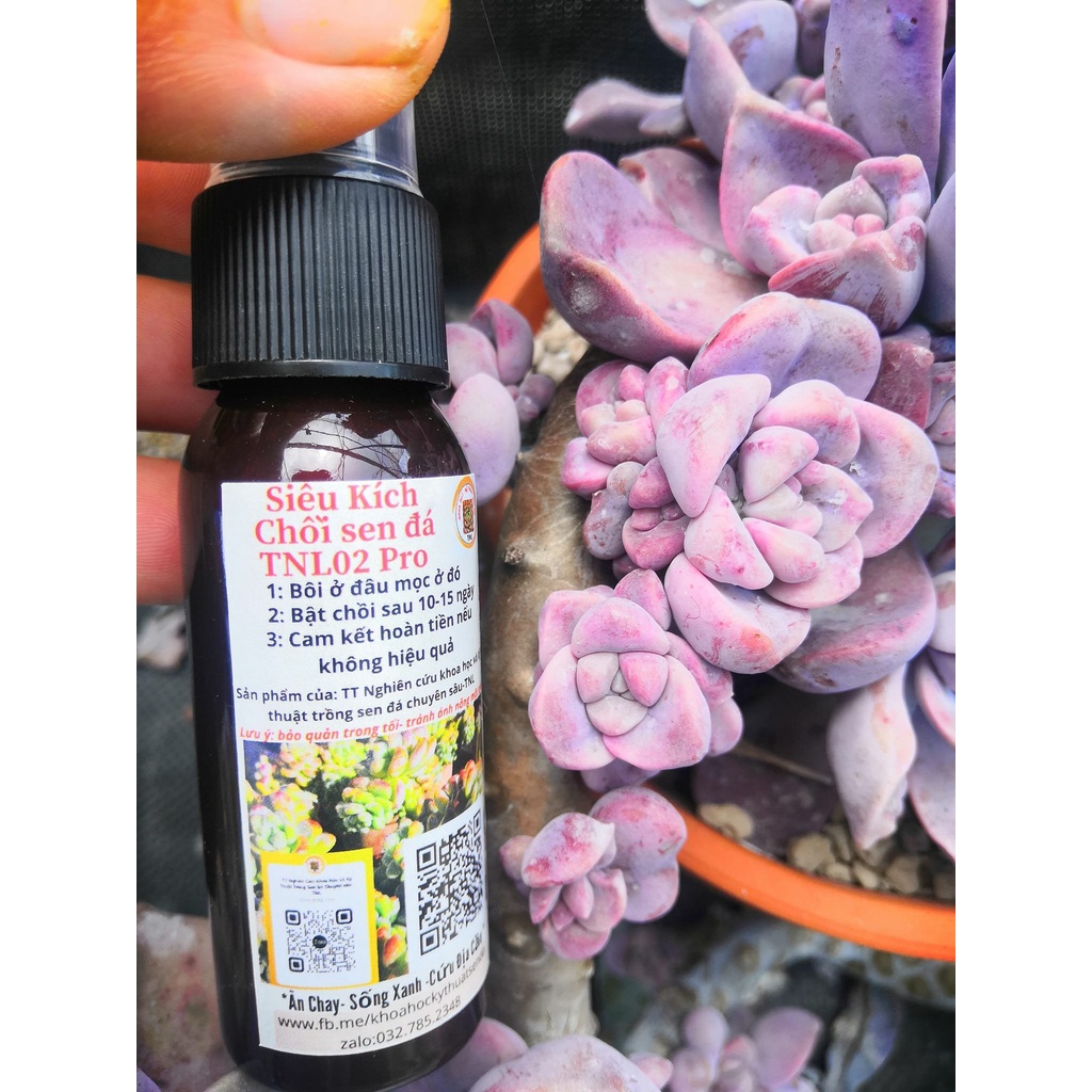 Combo 3 sản phẩm chuyên dụng cho sen. 👍kích chồi👌 kích rễ 👍 dinh dưỡng Sản phẩm kiểm nghiêm ISO/IEC: 17025;2017