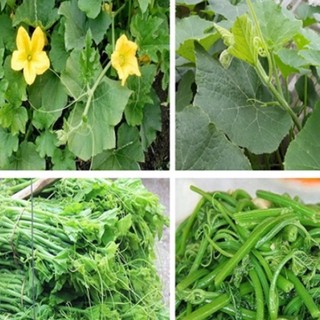 BỘ 03 GÓI HẠT GIỐNG RAU BÍ SIÊU ĐỌT