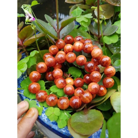 VÒNG TAY GỖ HUYẾT LONG NHIỀU KT :8 -10-12-14-16 LI - BẢO HÀNH VÀ ĐỔI TRẢ