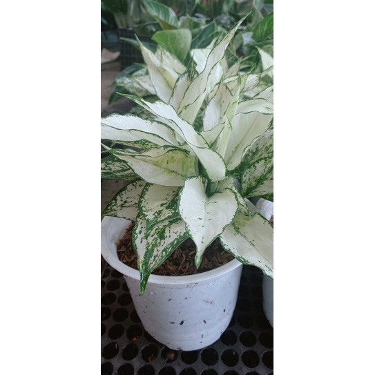 Cây Ngọc Bích Hàng Đẹp