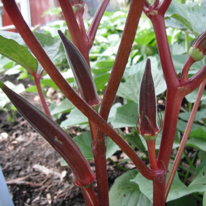 Hạt_Giống_Đậu_Bắp_Xanh_Tím 20 hạt (tặng kèm kích mầm và phân bón )