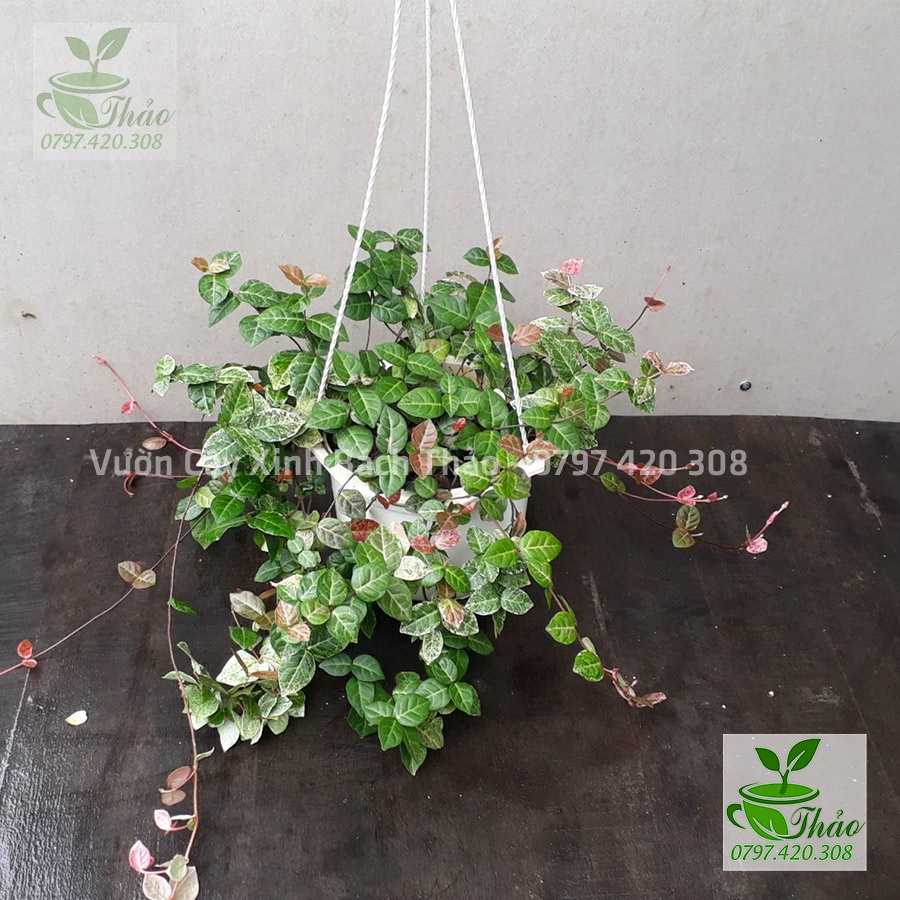 Cây thằn lằn cẩm thạch (thằn lằn bông) chịu nắng