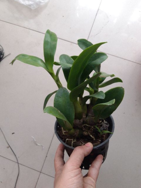 Lan denro nắng bò vàng trưởng thành