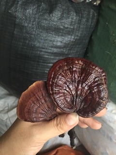 nấm lim xanh rừng