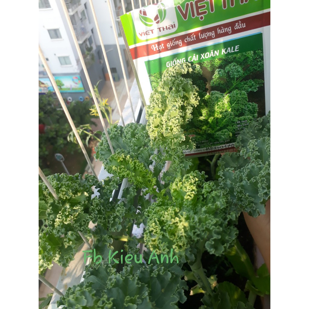 [Seeds] Hạt giống Cải xoăn KALE, đóng gói 2gr (khoảng 400 hạt)