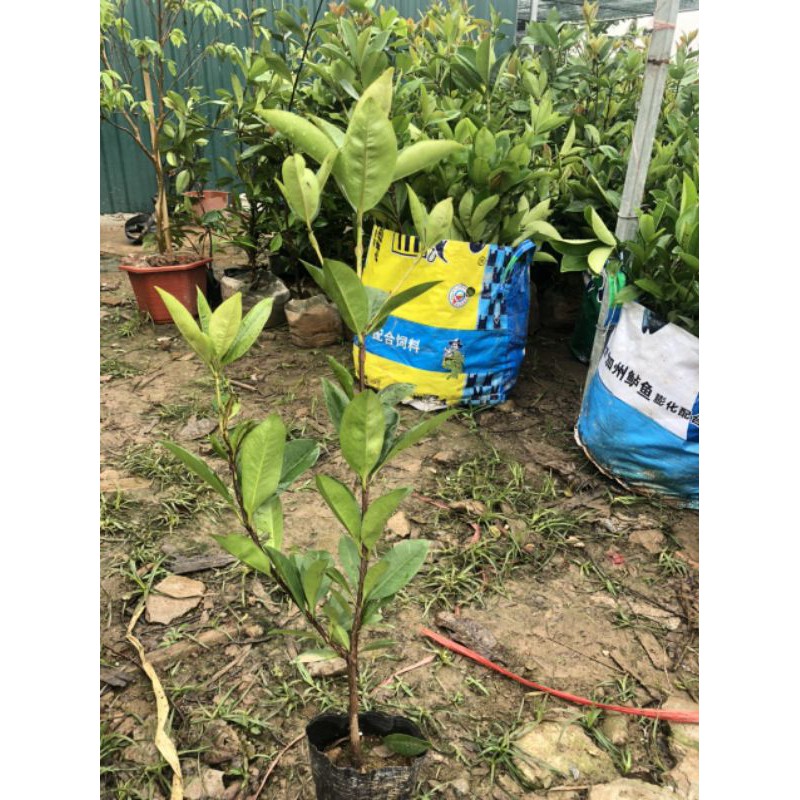 cây giống cherry bazil