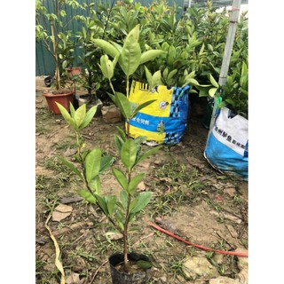 cây giống cherry bazil