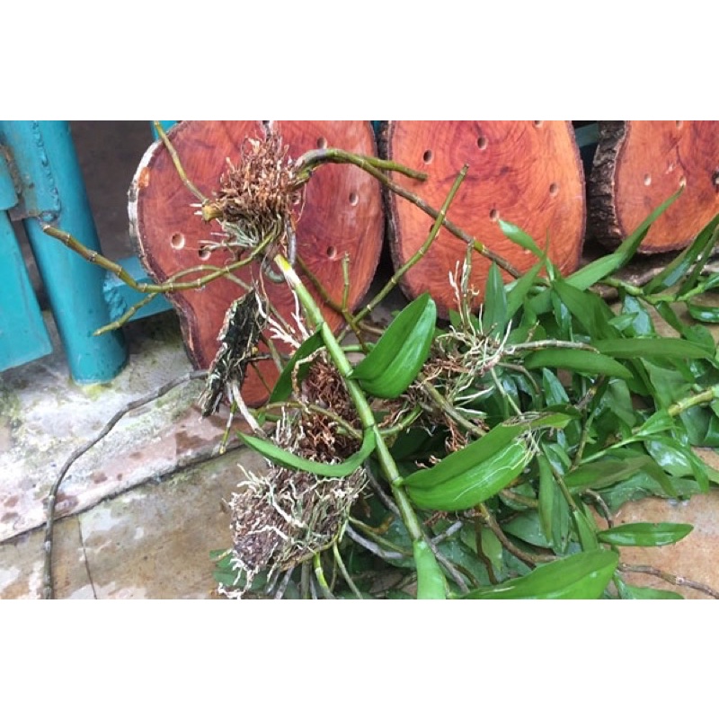 Giá thể - Gỗ nhãn ghép lan rừng 15-22cm