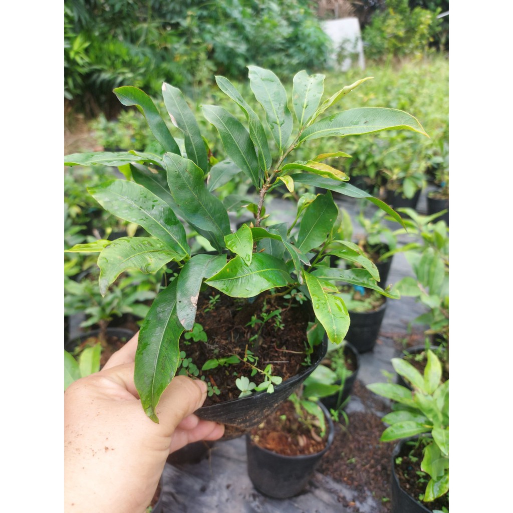 Mai Vàng Bonsai Mini (Giống Giảo Thủ Đức)