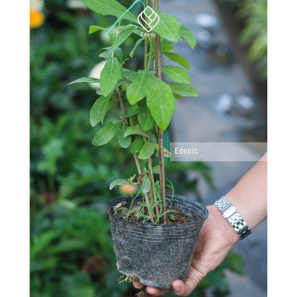 Cây cúc tần Ấn Độ rủ ban công, hoa leo giàn dài cao 35cm - Cây xanh Phương Anh