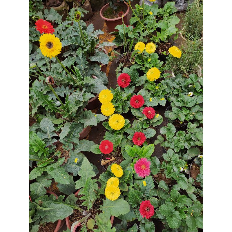 Combo 50 chậu nhựa trồng cây kích thước 9x9 cm