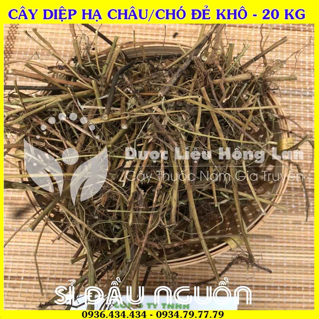 Giá sỉ Cây DIỆP HẠ CHÂU/CHÓ ĐẺ khô đóng gói 20kg - Công Ty Dược Liệu Hồng Lan