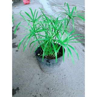 Bầu thủy trúc