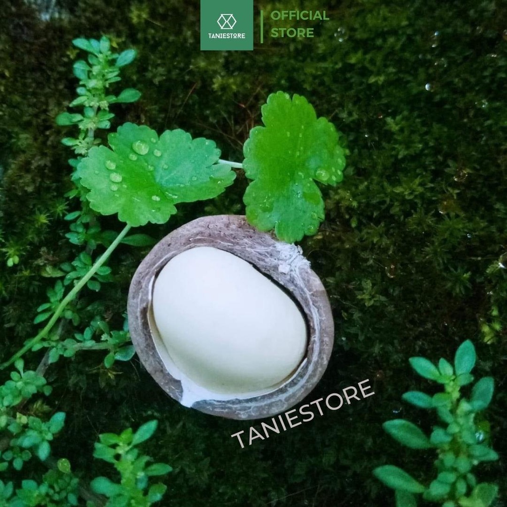 Hạt macca nứt vỏ Đăk Lăk organic giàu dinh dưỡng tốt cho tim mạch