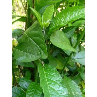 lá mật gấu tươi 500g