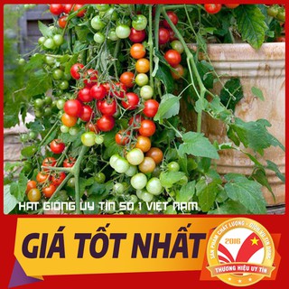 HẠT GIỐNG CÀ CHUA BI ĐỎ LÙN
