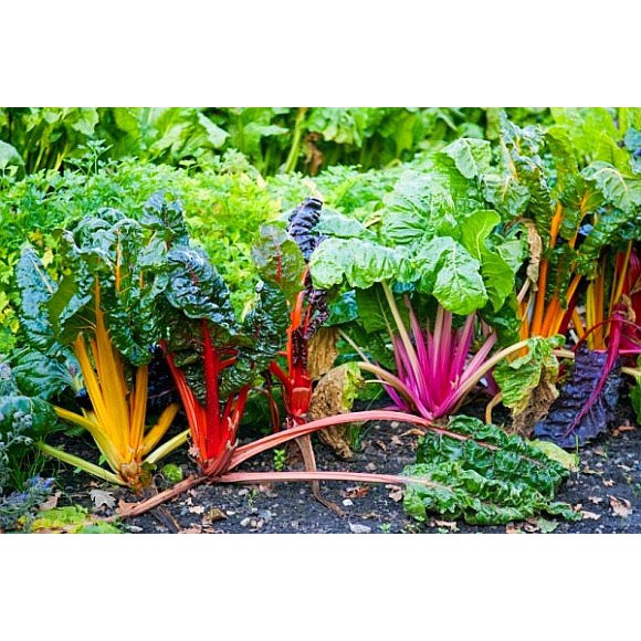 Hạt giống cải cầu vồng F1 loại dễ trồng ( Gói 100gram ,200gram,500gram)