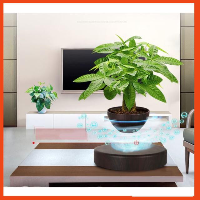 Chậu cây bonsai bay lơ lửng trang trí nhà cửa phong cách Châu Âu 2019 - Giá siêu hấp dẫn