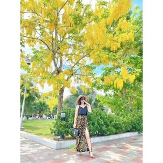 Cây giống muồng hoàng yến osaka