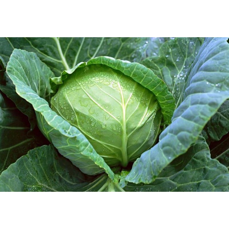 Dưỡng chất cuộn chặt bắp cải, sú tim to mã đẹp