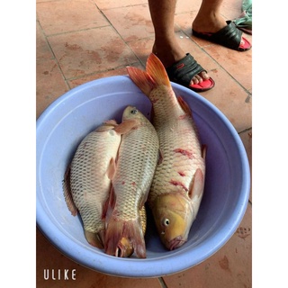 Cám Chuyên Chép Khó Đỡ
