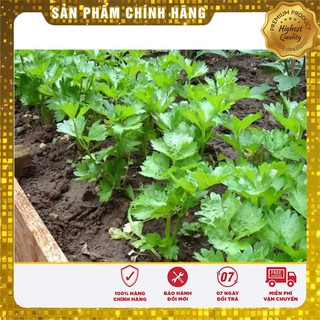 Hạt Giống Cần Tây Đỏ Hà Lan(2gr)