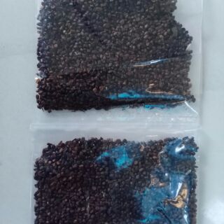 1 gói 400 hạt giống An Xoa