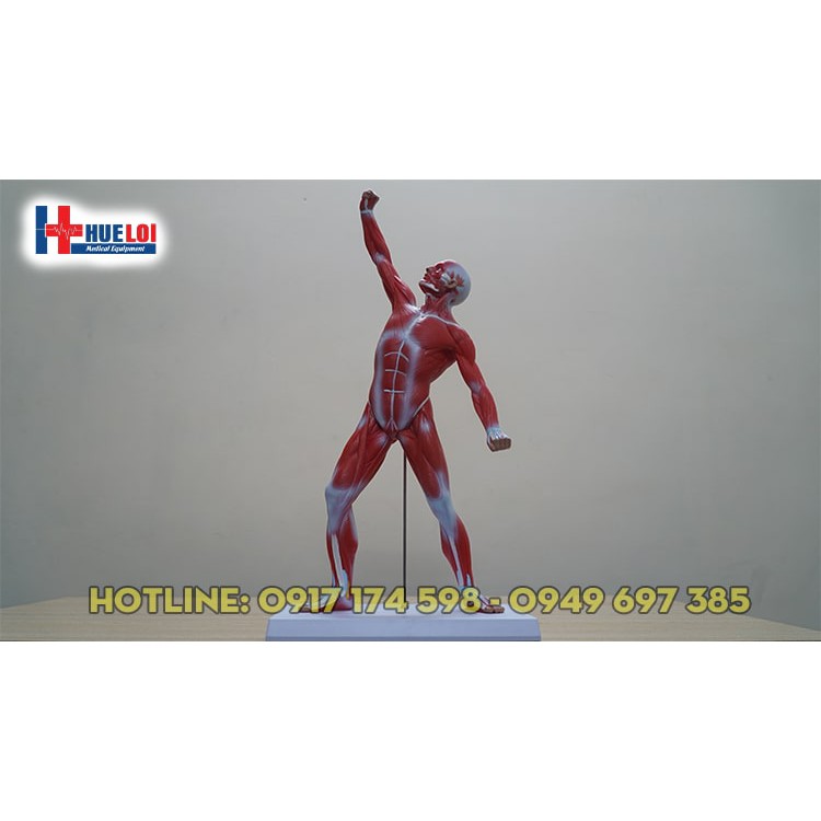 Mô hình giải phẫu tổng hợp lớp cơ nông
