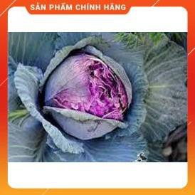 HẠT GIỐNG BẮP CẢI TÍM GÓI 2 GRAM