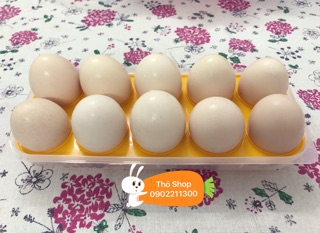 Khay đựng trứng Nhật Bản (10 ngăn)