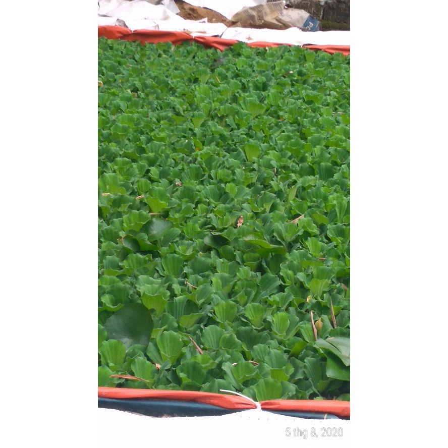 Bèo cái - Cây thủy sinh