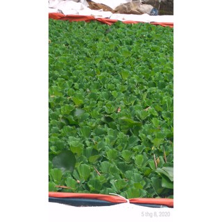 Bèo cái - Cây thủy sinh (1 gói 5 gốc)