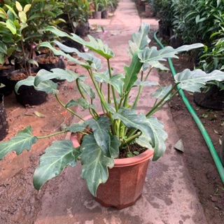 [TRẦU BÀ KHÍA] Cây trầu bà chân vịt cao 25cm, nhiều nhánh lá xanh tươi quanh năm, thích hợp trang trí nội thất