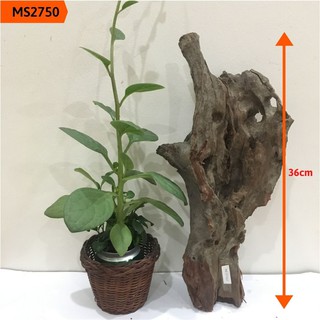 Gỗ lũa thủy sinh, lũa hồ cá, lũa bán cạn, tiểu cảnh cho bể vừa và lớn