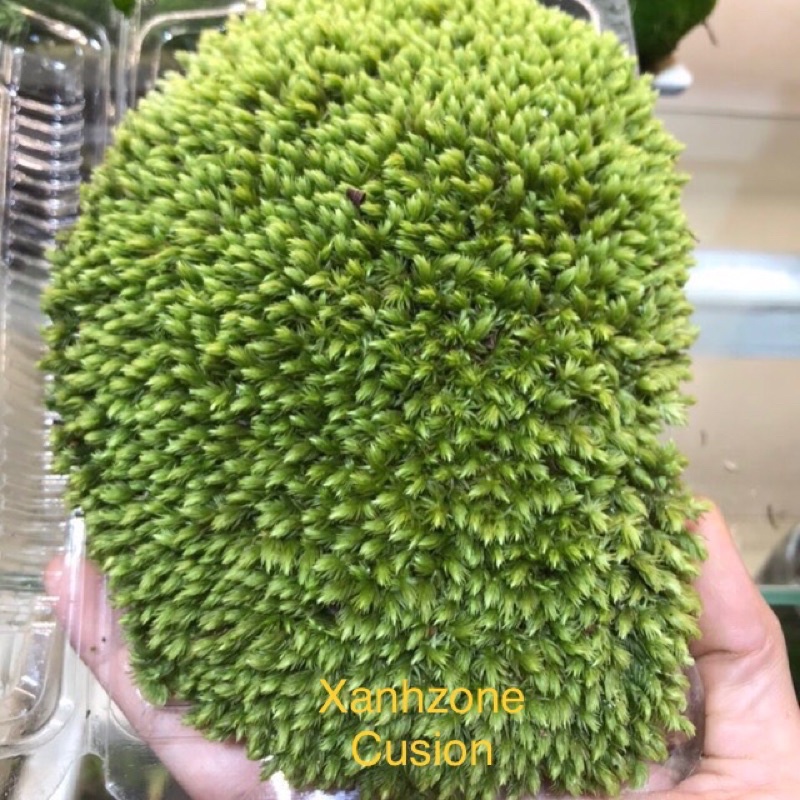 22 loại rêu, rêu bán cạn, mix nhiều loại, set hồ bán cạn, rêu terraium, non bộ, tiểu cảnh.i