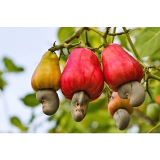 [Hàng có sẵn] Hạt Điều Rang Muối Chưa Bóc Vỏ lụa(KL:500GRAM)