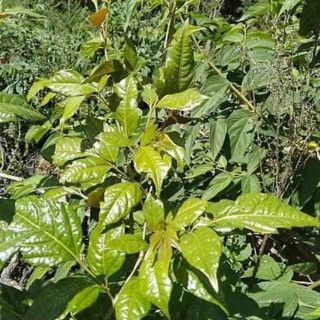 1 kg chè dây ( trà dây) Măng Đen