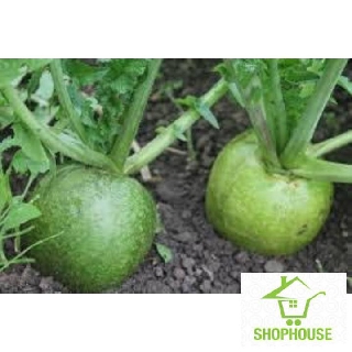 shophouse gói 5gr hạt giống củ cải đường (củ cải xanh)  SHOP HOUSE  TẾT KHUYẾN MẠI