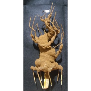 Gốc bonsai bv3- 38cm,làm gốc đào, mai, hoa phale, chưng tết 2021, phụ liệu cành vàng lá ngọc