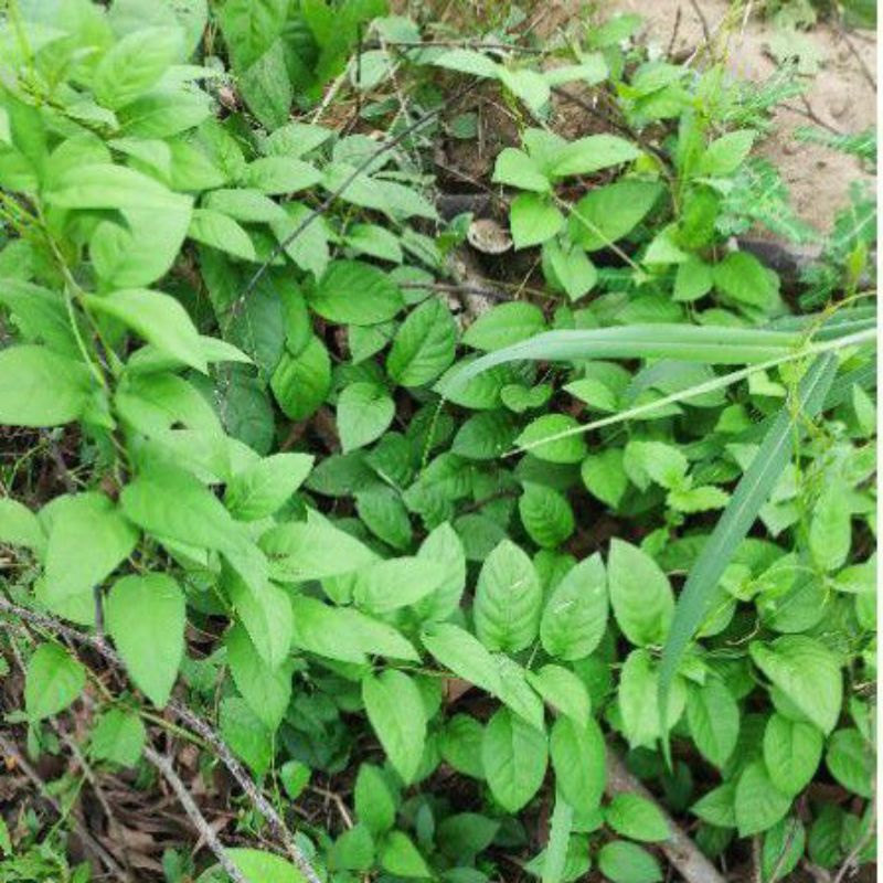 1KG Lá Cây Mơ Rừng Tươi