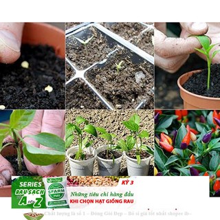 GÓI 10 HẠT GIỐNG ỚT NGŨ SẮC Ớt kiểng ngũ sắc ĐẾN MÙA TRỒNG TẾT