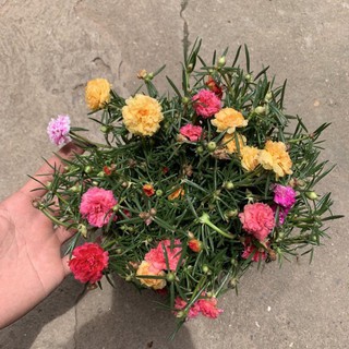 CÂY HOA 10 GIỜ (1 BỊCH)