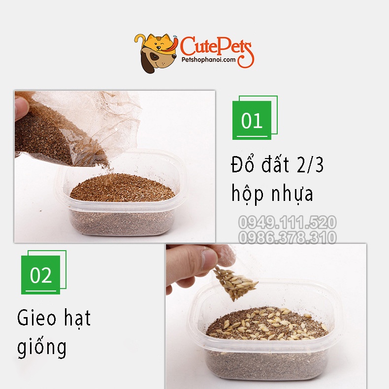 Hạt giống cỏ mèo ChiCat đủ đồ chỉ việc trồng - Phụ kiện thú cưng Hà Nội