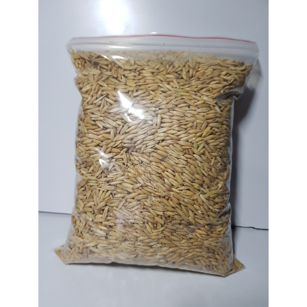 Hạt yến mạch cho vẹt gói 500g - 1kg