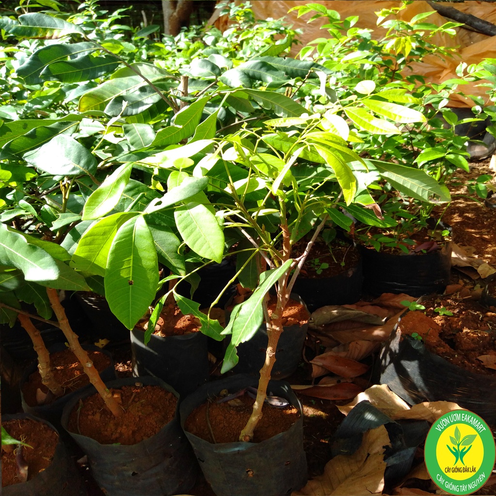 Cây Giống Chôm Chôm Thái Ra TRái Siêu Sơm