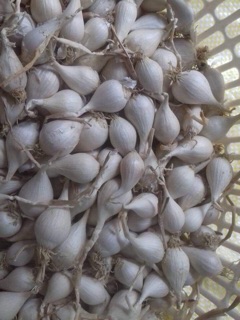 Tỏi cô đơn Lý Sơn (100gr~)