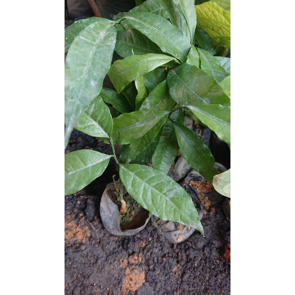 Cây rau ngót rừng