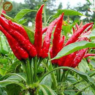 30 Hạt giống ớt chỉ thiên