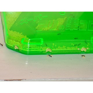 Thuốc diệt kiến Nhật Bản Super Arinosu Koroki vỉ 2 hộp